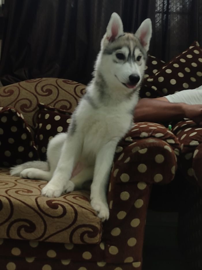 DogsIndia.com - Siberian Husky - Likelywoofs