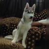 DogsIndia.com - Siberian Husky - Likelywoofs