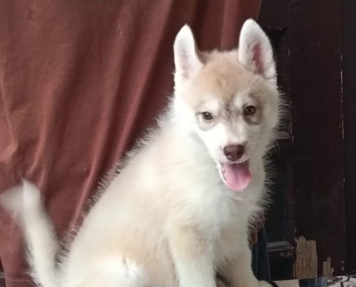 DogsIndia.com - Siberian Husky - Shrishti Verma