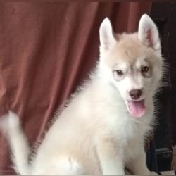 DogsIndia.com - Siberian Husky - Shrishti Verma