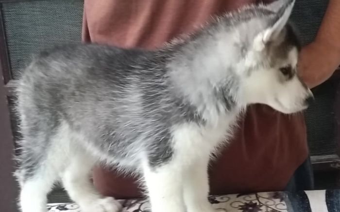 DogsIndia.com - Siberian Husky - Shrishti Verma