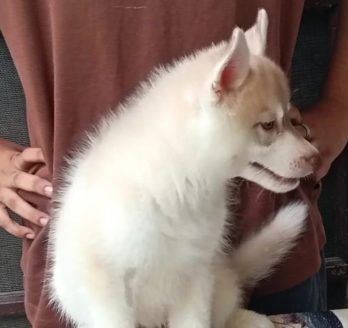 DogsIndia.com - Siberian Husky - Shrishti Verma