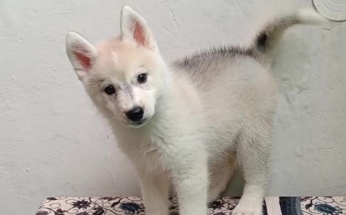 DogsIndia.com - Siberian Husky - Shrishti Verma