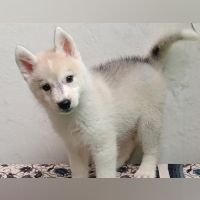 DogsIndia.com - Siberian Husky - Shrishti Verma