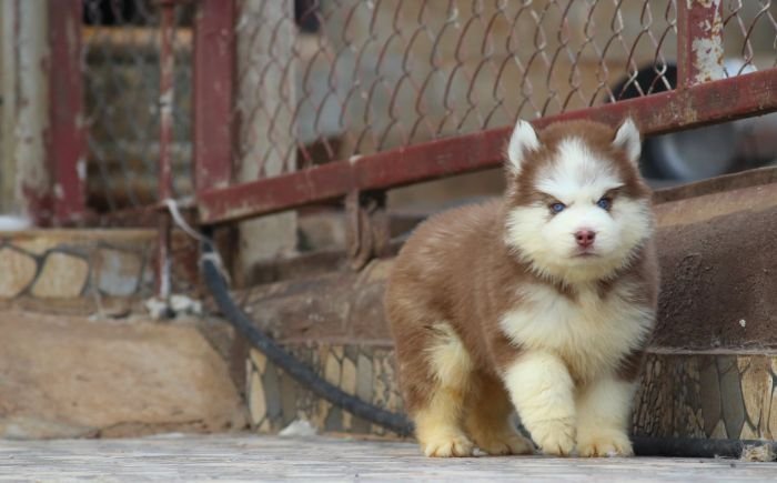 DogsIndia.com  Siberian Husky  Dr. Taranath