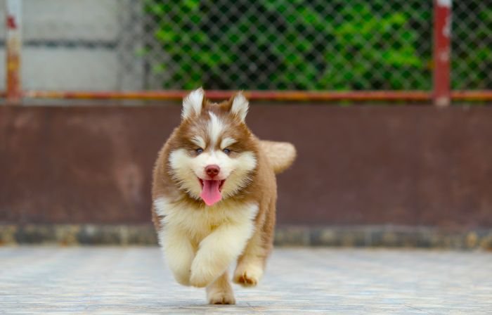 DogsIndia.com  Siberian Husky  Dr. Taranath