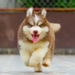 DogsIndia.com - Siberian Husky - Dr. Taranath