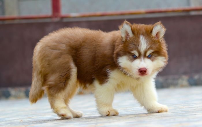 DogsIndia.com  Siberian Husky  Dr. Taranath