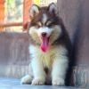 DogsIndia.com  Siberian Husky  Dr. Taranath