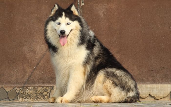 DogsIndia.com - Siberian Husky - Dr. Taranath