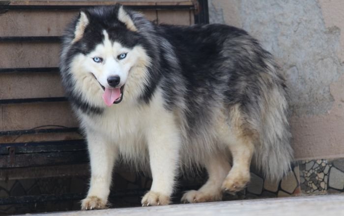 DogsIndia.com - Siberian Husky - Dr. Taranath
