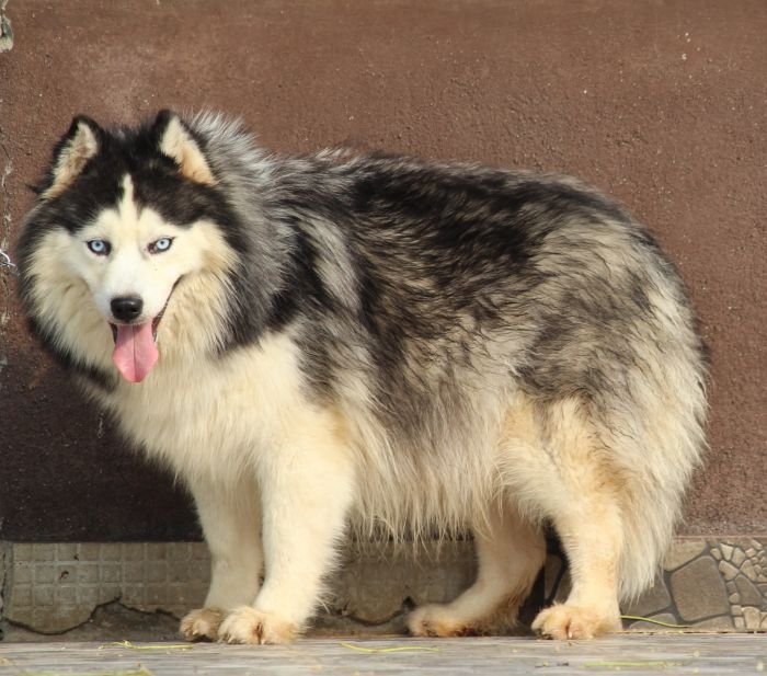 DogsIndia.com - Siberian Husky - Dr. Taranath