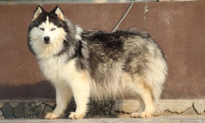 DogsIndia.com - Siberian Husky - Dr. Taranath