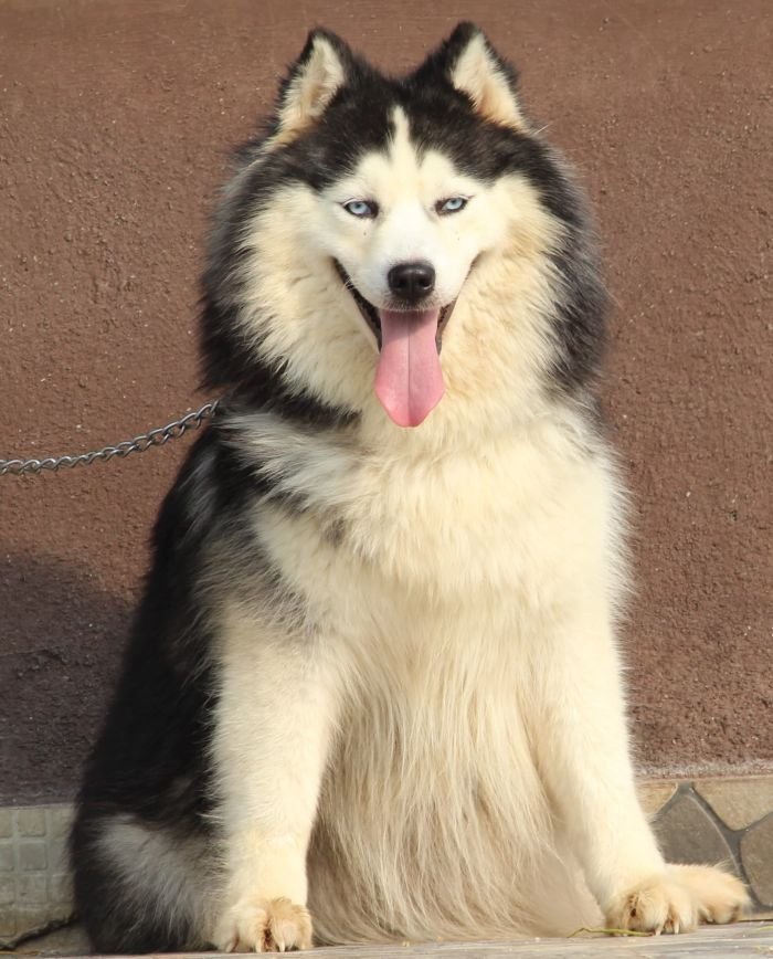 DogsIndia.com - Siberian Husky - Dr. Taranath