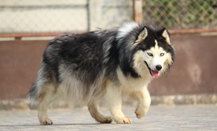 DogsIndia.com - Siberian Husky - Dr. Taranath