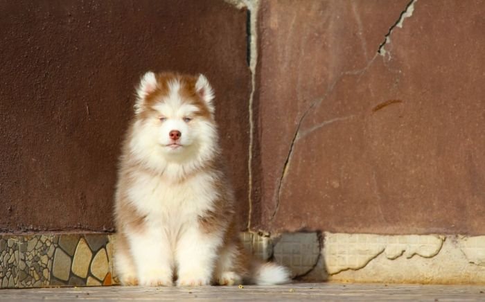DogsIndia.com - Siberian Husky - Dr. Taranath