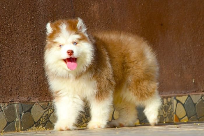 DogsIndia.com - Siberian Husky - Dr. Taranath