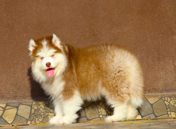 DogsIndia.com - Siberian Husky - Dr. Taranath