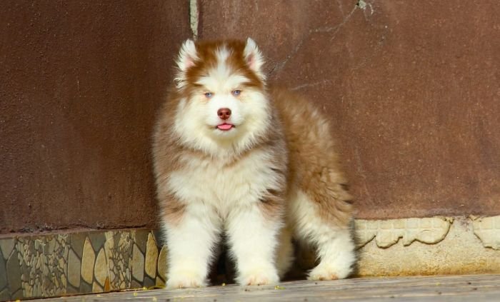 DogsIndia.com - Siberian Husky - Dr. Taranath