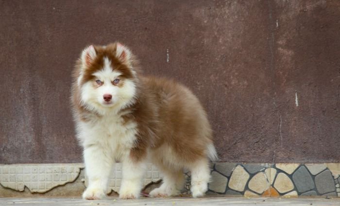 DogsIndia.com - Siberian Husky - Dr. Taranath