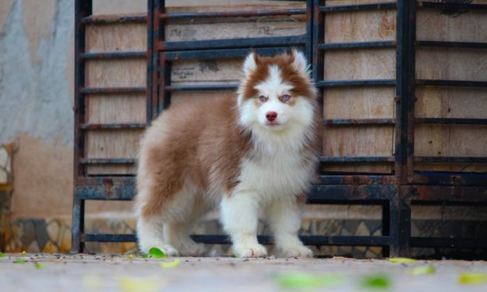 DogsIndia.com - Siberian Husky - Dr. Taranath