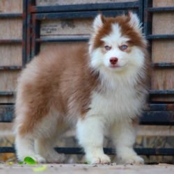 DogsIndia.com - Siberian Husky - Dr. Taranath
