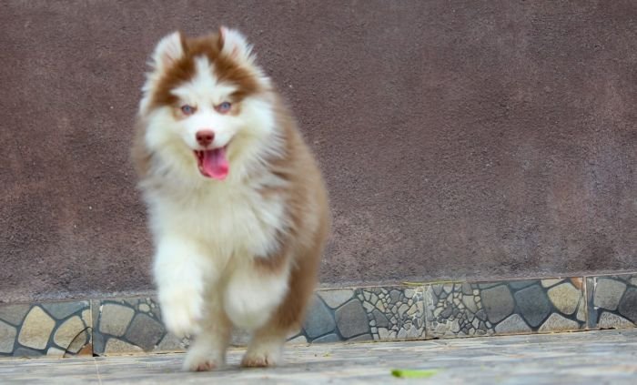 DogsIndia.com - Siberian Husky - Dr. Taranath