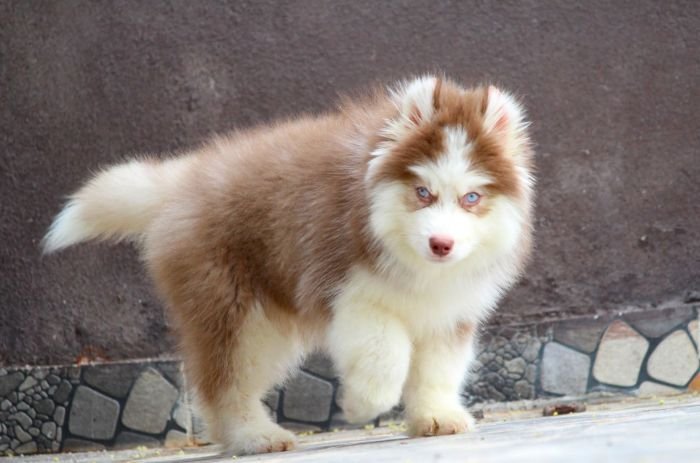 DogsIndia.com - Siberian Husky - Dr. Taranath