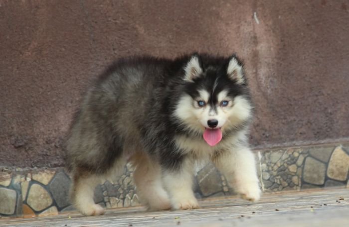 DogsIndia.com - Siberian Husky - Dr. Taranath