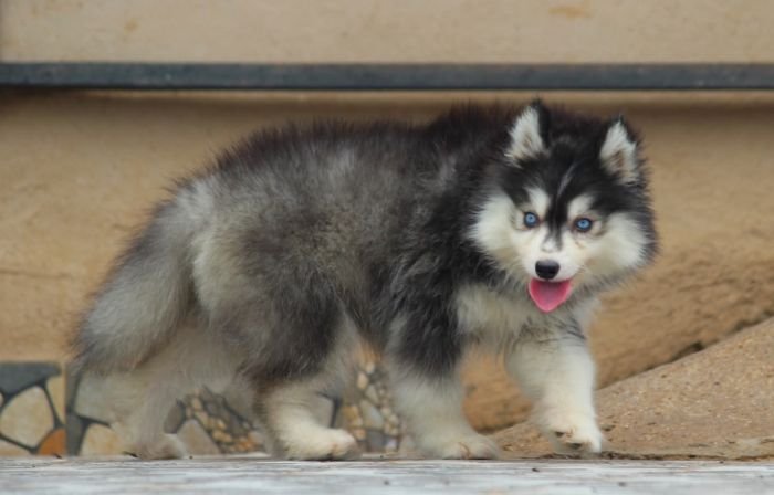 DogsIndia.com - Siberian Husky - Dr. Taranath