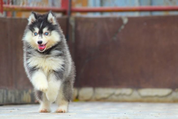 DogsIndia.com - Siberian Husky - Dr. Taranath