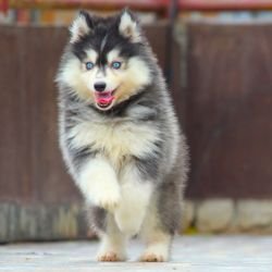 DogsIndia.com - Siberian Husky - Dr. Taranath