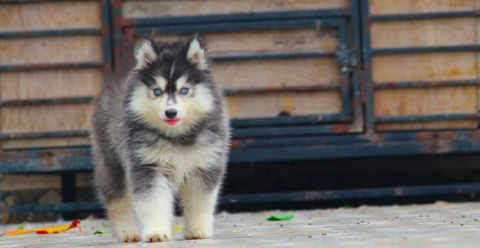 DogsIndia.com - Siberian Husky - Dr. Taranath
