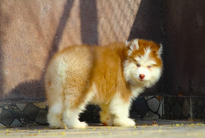 DogsIndia.com - Siberian Husky - Dr. Taranath