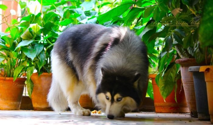DogsIndia.com  Siberian Husky  Dr. Taranath