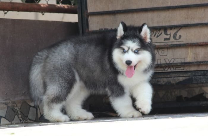 DogsIndia.com  Siberian Husky  Dr. Taranath