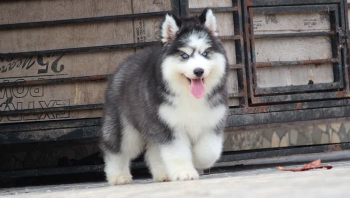DogsIndia.com  Siberian Husky  Dr. Taranath