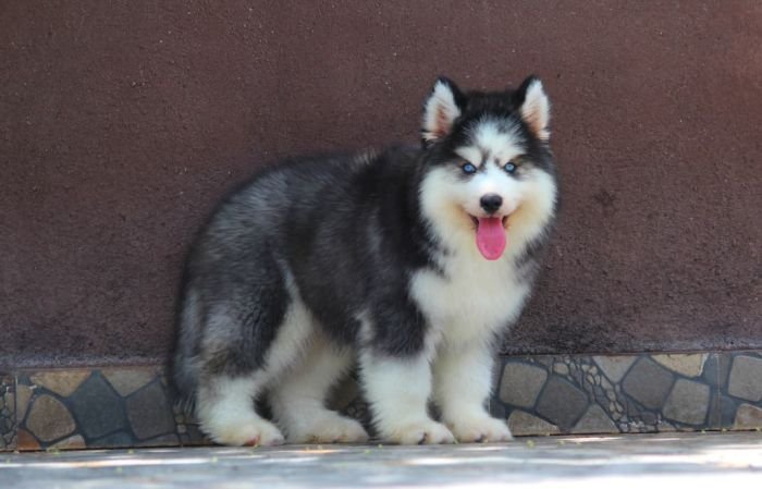 DogsIndia.com  Siberian Husky  Dr. Taranath