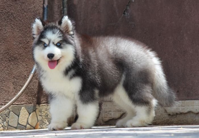 DogsIndia.com  Siberian Husky  Dr. Taranath