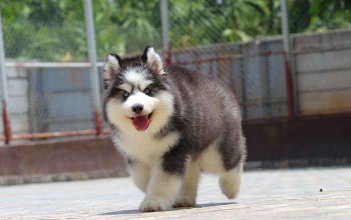 DogsIndia.com  Siberian Husky  Dr. Taranath