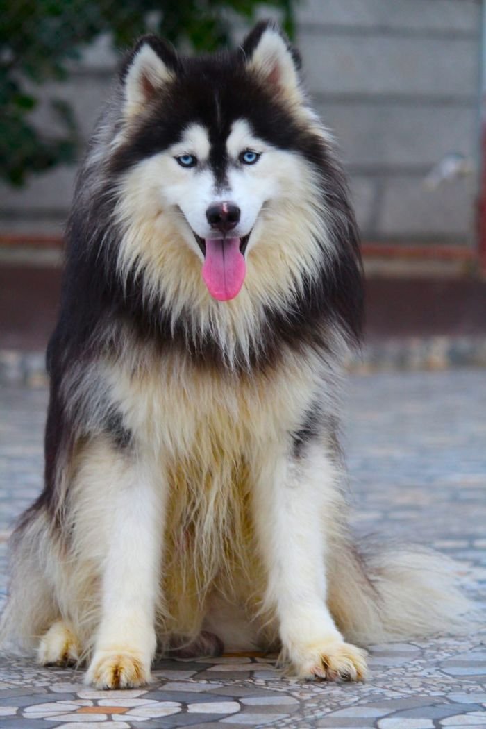 DogsIndia.com  Siberian Husky  Dr. Taranath