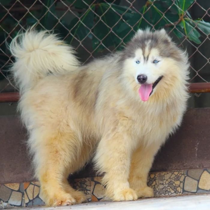 DogsIndia.com - Siberian Husky - Dr. Taranath