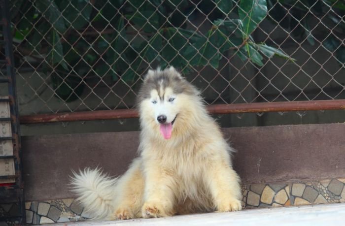 DogsIndia.com - Siberian Husky - Dr. Taranath
