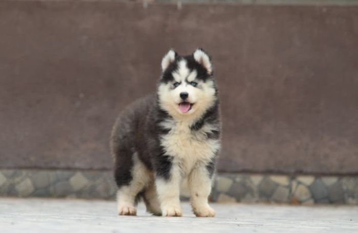 DogsIndia.com - Siberian Husky - Dr. Taranath