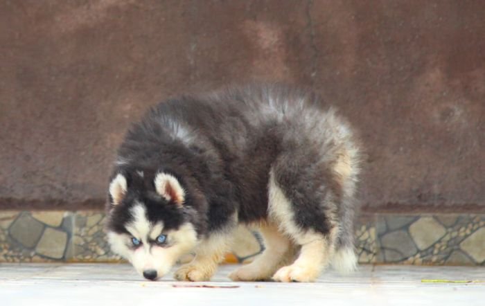 DogsIndia.com - Siberian Husky - Dr. Taranath