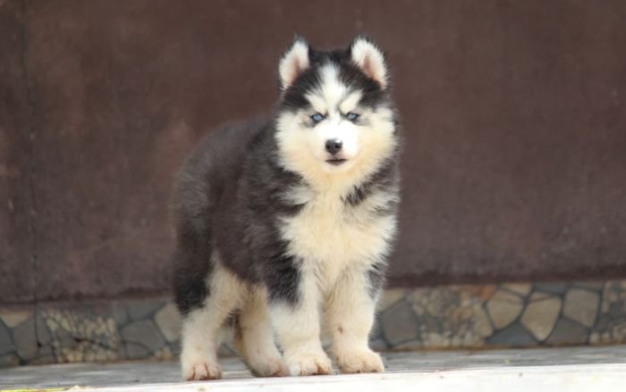 DogsIndia.com - Siberian Husky - Dr. Taranath