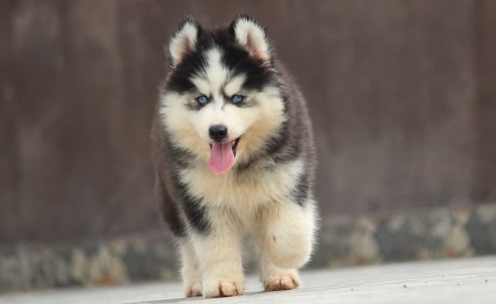 DogsIndia.com - Siberian Husky - Dr. Taranath