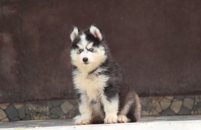 DogsIndia.com - Siberian Husky - Dr. Taranath