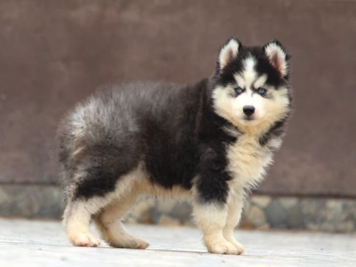 DogsIndia.com - Siberian Husky - Dr. Taranath