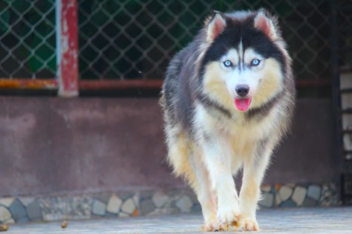 DogsIndia.com - Siberian Husky - Dr. Taranath